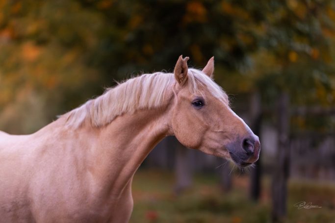 Ein blonder Pferdekopf vor einer herbstlichen Landschaft.