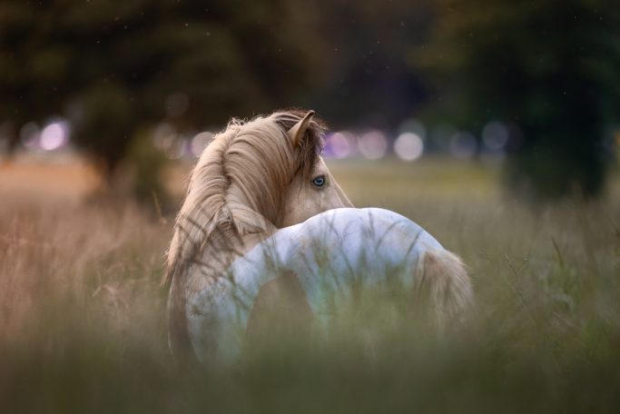 Ein weißes Pony steht mit dem Rücken zur Kamera auf einer Wiese.