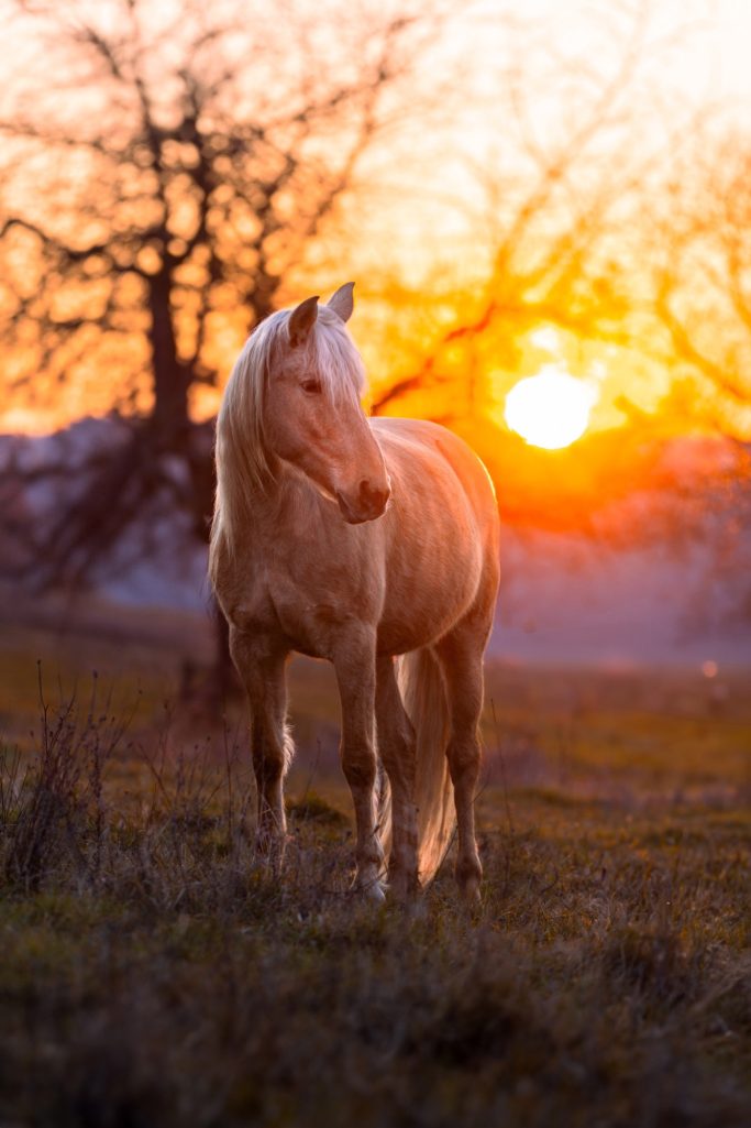 Ein Pferd steht auf einer Wiese vor einem Sonnenuntergang.