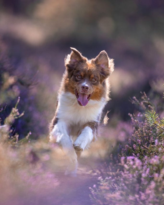 Ein brauner Hund läuft fröhlich durch lila blühendes Feld.