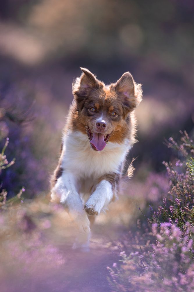 Ein spielender Hund läuft fröhlich durch lila blühendes Landschaftsbild.