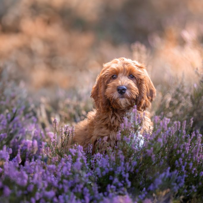 Brauner Hund sitzt zwischen lila Lavendelblüten in sanfter Beleuchtung.