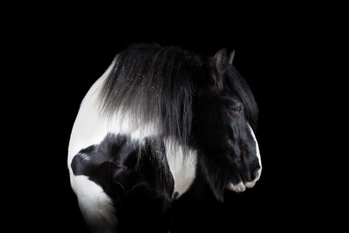Schwarzes und weißes Pferd mit südlicher Kopfdrehung auf schwarzem Hintergrund.