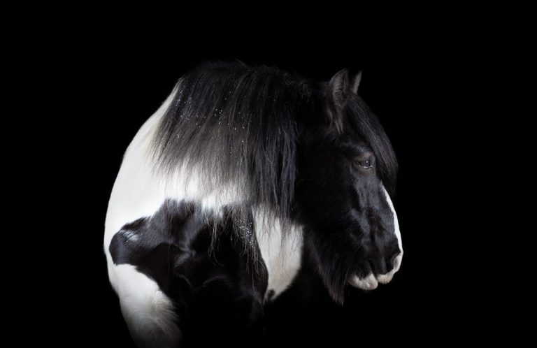Schwarz-weißes Pferd mit glänzendem Fell, von hinten fotografiert.