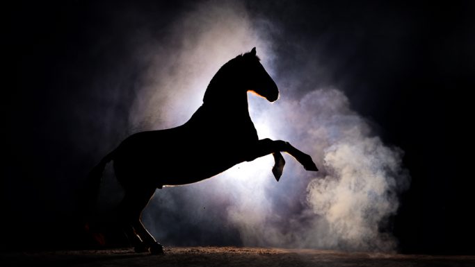 Ein majestätisches Pferd, das im Gegenlicht aufrecht steht, umgeben von Nebel.