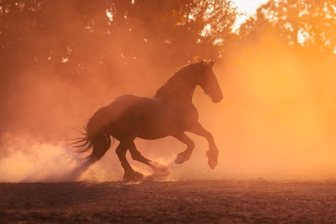 Ein Pferd galoppiert durch einen staubigen Ort bei Sonnenuntergang.