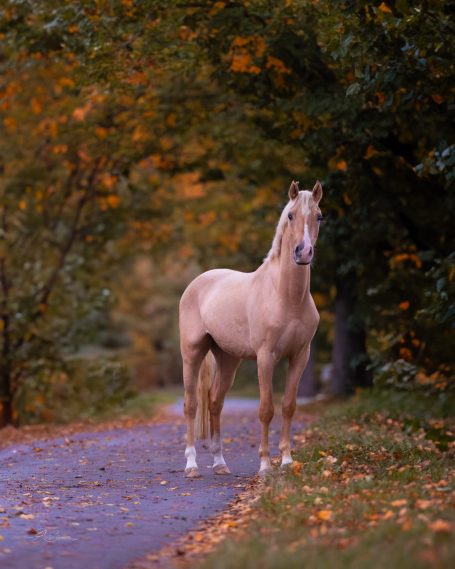 Ein beige Pferd steht auf einem ruhigen Waldweg umgeben von buntem Herbstlaub.