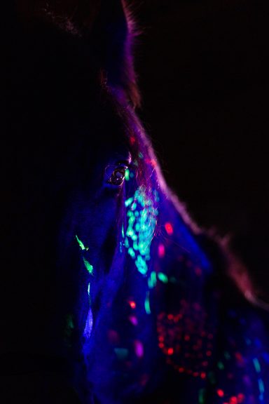 Pferd mit bunten Lichtern in einem dunklen Raum.