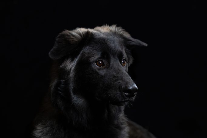 Schwarzer Hund mit aufmerksamen Augen vor schwarzem Hintergrund.