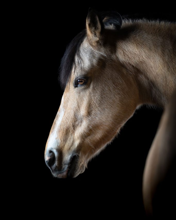 Ein Pferd mit eindrucksvollem Profil vor schwarzem Hintergrund.