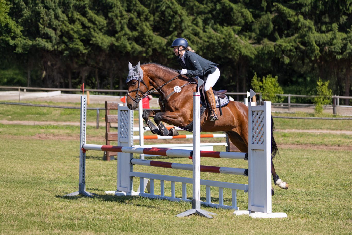 Pferd springt über Hindernisse mit Reiter in einem grünen Feld.