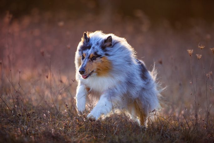 Ein tricolor Collie läuft spielerisch durch ein Feld mit sanften Licht- und Schatteneffekten.