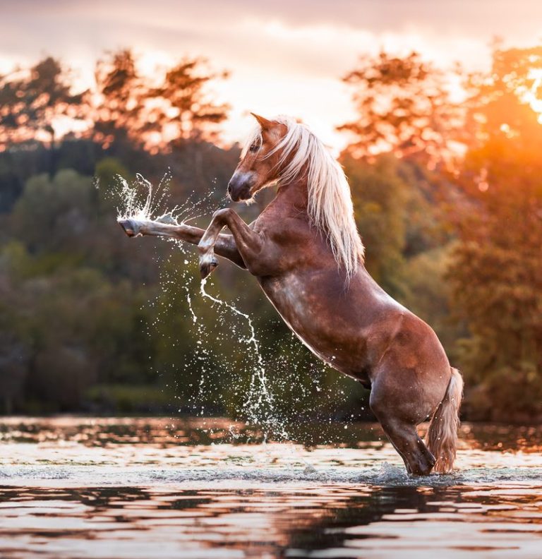 Ein Pferd springt in einem Gewässer vor einer malerischen Landschaft bei Sonnenuntergang.