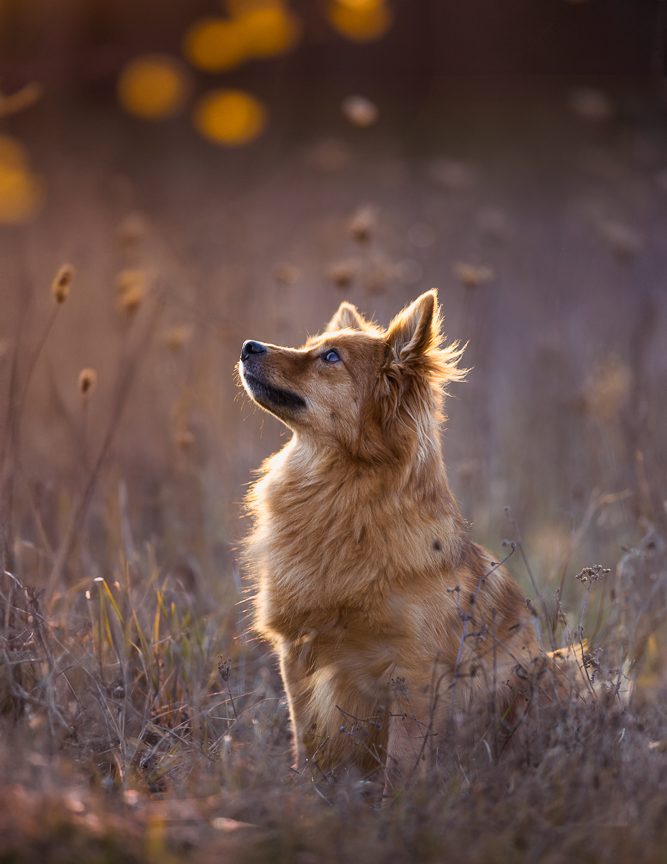 Ein goldfarbener Hund sitzt in der Natur und schaut nach oben.