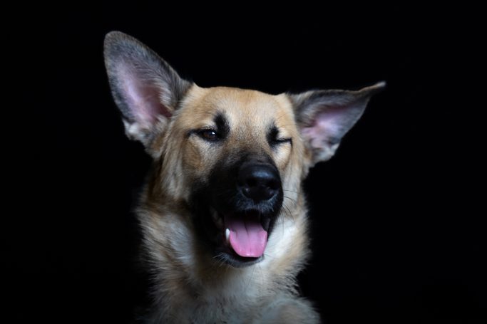 Ein lächelnder Hund mit aufmerksamen Augen vor dunklem Hintergrund.