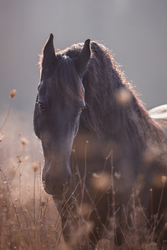 Schwarzes Pferd im Vordergrund, umgeben von unscharfen Pflanzen im Hintergrund.