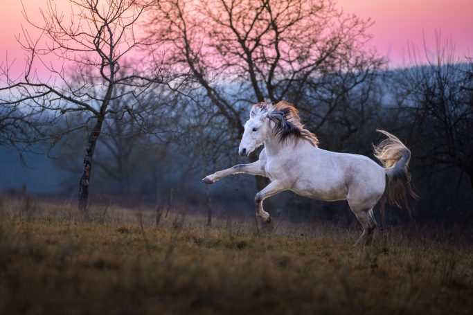 Ein weißes Pferd springt fröhlich über eine Wiese bei Sonnenuntergang.