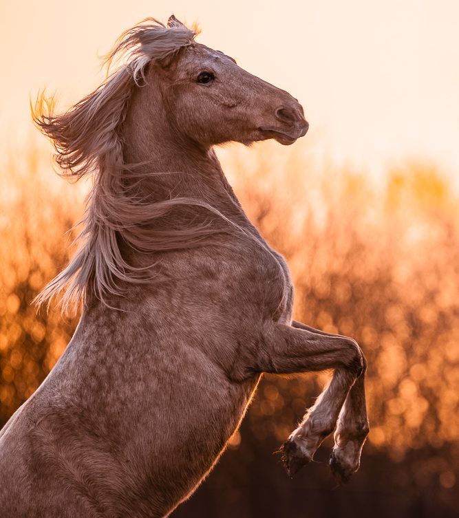 Steigendes Pferd in einer schönen Sonnenuntergangslandschaft.