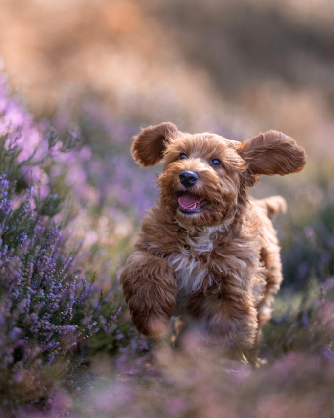 Ein fröhlicher Hund läuft durch ein Feld mit lila Lavendelblüten.