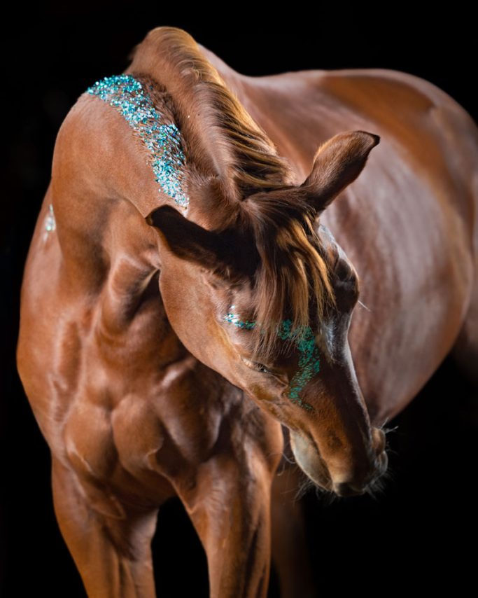 Braunes Pferd mit muskulösem Körper und blauen Akzenten auf dem Hals.