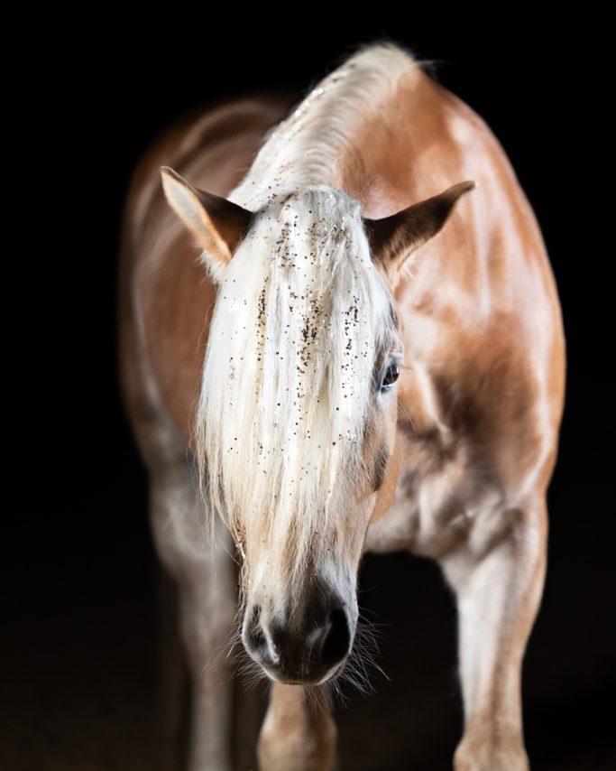 Helles Pferd mit langen Haaren, Blick in die Kamera, schwarzer Hintergrund.