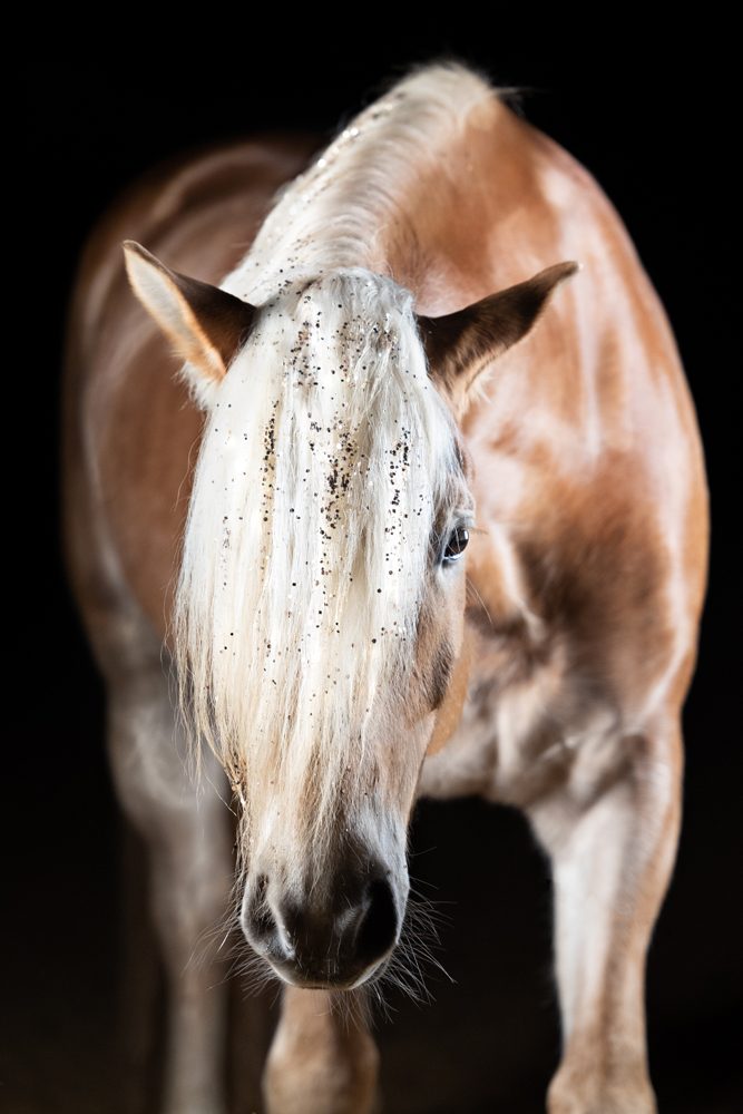 Pferd mit hellem Fell und langer Mähne, frontal und nah aufgenommen.