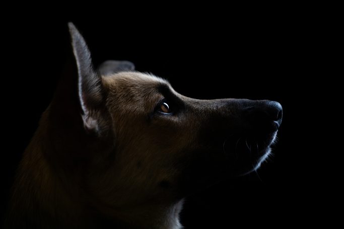 Profil eines Hundes vor schwarzem Hintergrund.