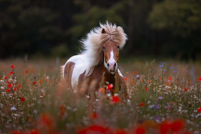 Ein Pony mit strahlendem Fell läuft durch eine blühende Wiese voller Wildblumen.