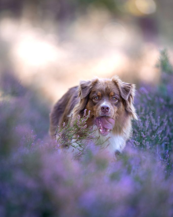 Ein Australian Shepherd, der durch lila Blumenfeld läuft.