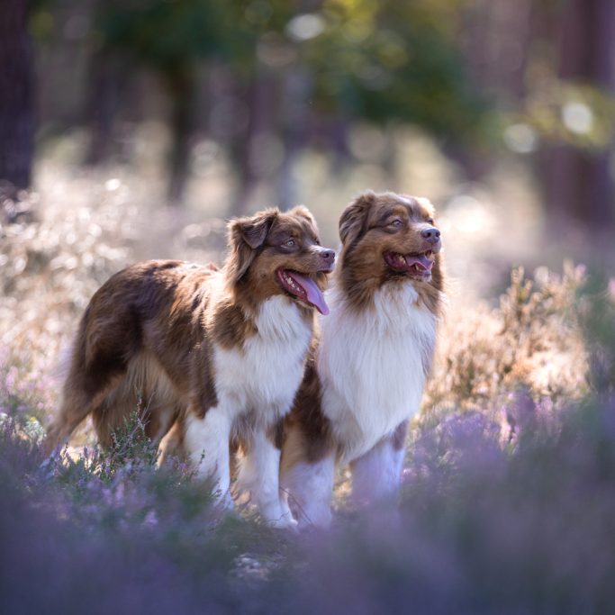 Zwei Australian Shepherds stehen nebeneinander in einer sonnigen, blühenden Landschaft.