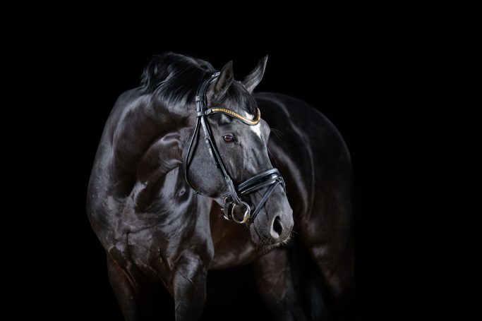 Schwarzes Pferd mit eleganter Haltung vor schwarzem Hintergrund.