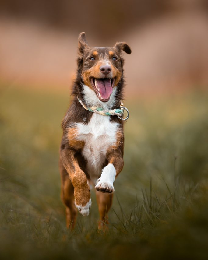 Hund läuft fröhlich über eine grüne Wiese mit offenem Maul und wedelndem Schwanz.