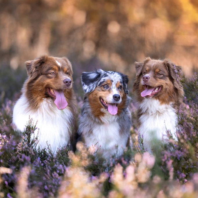 Drei glückliche Hunde sitzen zwischen lila Blumen in einer herbstlichen Landschaft.