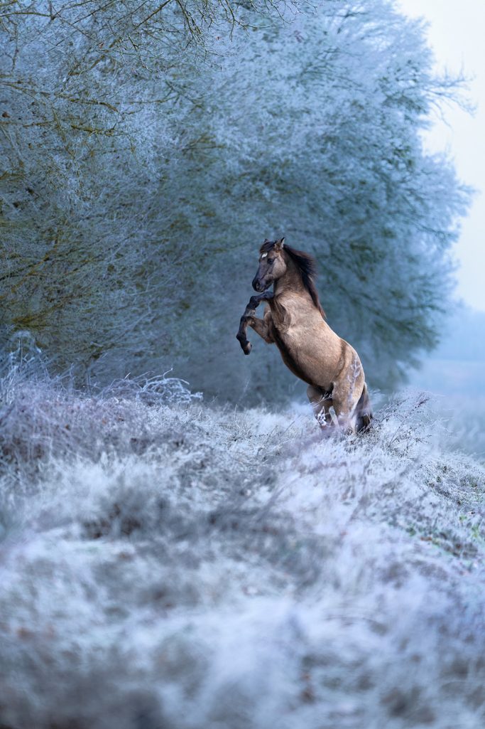 Ein Pferd springt in einer frostigen Landschaft mit gefrorenen Bäumen.