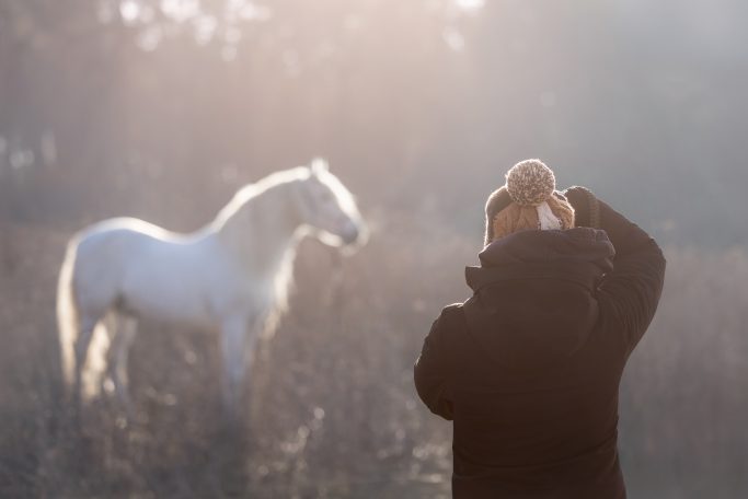 Eine Person mit einer Mütze fotografiert ein weißes Pferd in der Dämmerung.